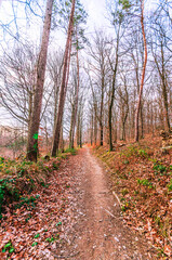 Obraz premium Autumn forest path covered in fallen leaves with tall trees lining the way