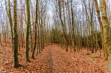Autumn forest path covered in fallen leaves, leading through bare trees