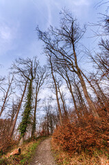 Bare deciduous trees reach towards the sky above a forest path in late autumn