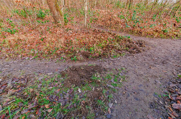A muddy forest path with fallen leaves and bare trees in late autumn or winter