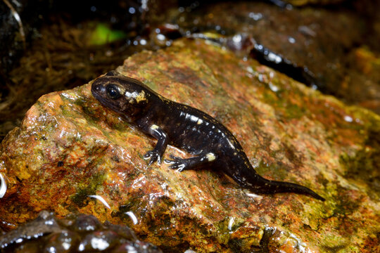 frisch metamorphosierter Korsischer Feuersalamander (Salamandra corsica) - Korsika, Frankreich // Freshly metamorphosed Corsican fire salamander (Salamandra corsica) &ndash; Corsica, France