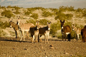 wild donkeys in the desert