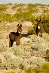 Death Valley desert wild life
