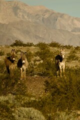 Three wild donkeys in the desert