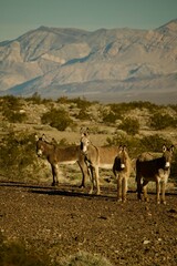 group of wild donkeys in the desert
