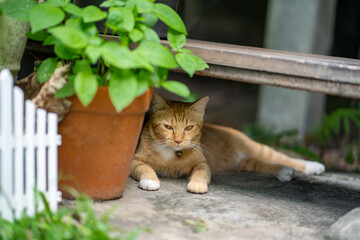 Calm relaxed ginger cat resting under garden bench beside green potted plant. Content domestic cat...
