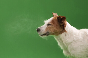 The dog breathes out visible vapor while facing left on colored backdrop.