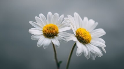 Two blooming daisies with white petals and yellow centers against soft gray background.
