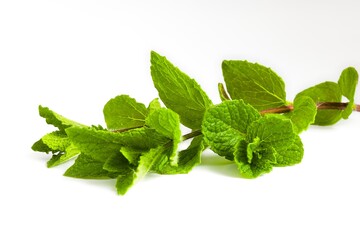 Fresh mint leaves with vivid color laid out on white.