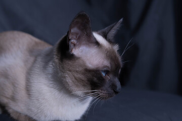 A cat with light fur and dark markings sits on a dark surface. It is looking away, focused on...