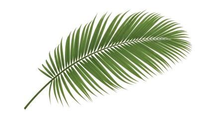 Obraz premium Single palm leaf on a clean white background