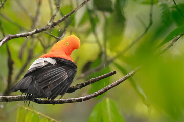 Andean cock-of-the-rock, Rein forest, Parque Nacional Cayambe-Coca,  Ecuador