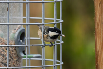 Coal tit eating seed on a metal squirrel-proof bird feeder © Zbigniew