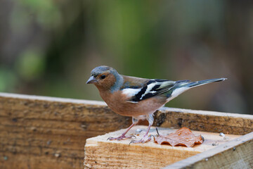Male chaffinch standing on a wooden feeder in the garden