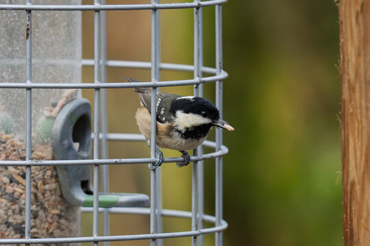 Coal tit eating seed on a metal squirrel-proof bird feeder