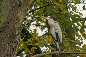  Grey heron sitting in a tree in Bourgoyen nature reserve, Ghent, Flanders, Belgium - Ardea cinerea