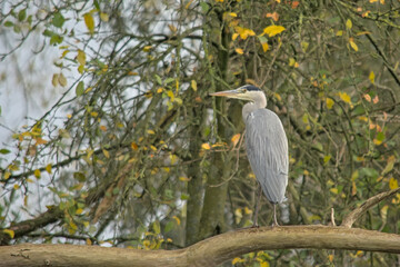 Grey heron sitting in a tree in Bourgoyen nature reserve, Ghent, Flanders, Belgium - Ardea cinerea