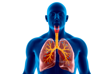 Human respiratory system anatomy illustration with lungs trachea and bronchi