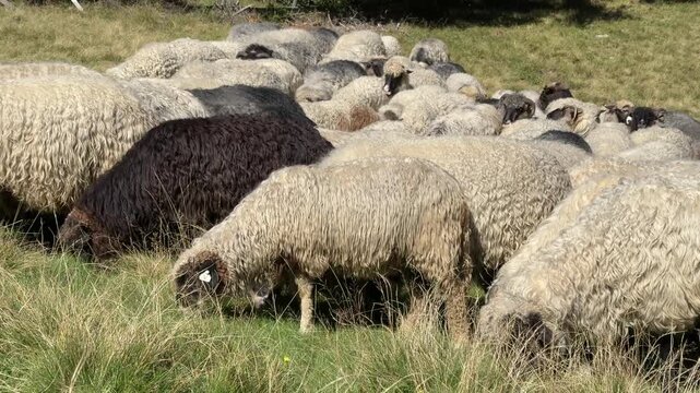 dense flock of sheep grazing closely together on a grassy rural pasture, illustrating traditional livestock farming and natural grazing behavior.