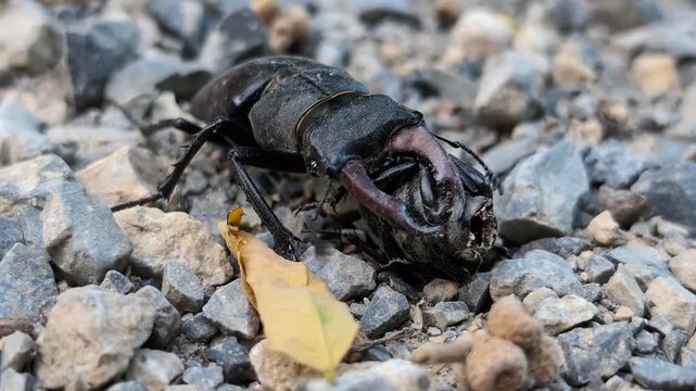 A close-up macro video of a male stag beetle (Lucanus cervus) manipulating the remains of another beetle on rocky ground. Ideal for nature documentaries, wildlife footage, biodiversity topics, and edu