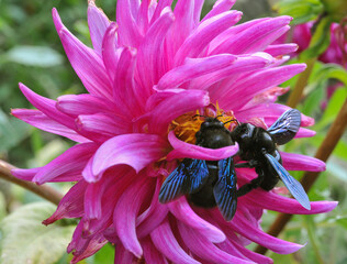 A pair of Carpenter Bees Xylocopa collect pollen from a bright pink dahlia