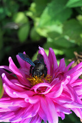 A carpenter bee collects pollen from a bright pink dahlia