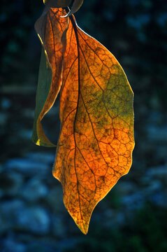 autumn dry leaf close-up, illuminated by sunlight