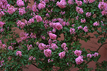 Lagerstroemia indica with pink flowers against a terracotta wall