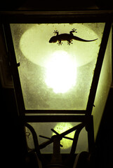 silhouette Wall gecko (Tarentola mauritanica), in lantern