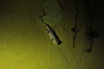 Wall gecko (Tarentola mauritanica), at evening light, Mediterranean
