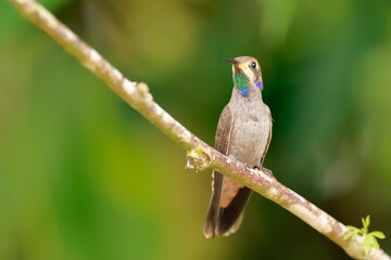 Obraz premium Brown Violetear, Colibri delphinaae, Ecuador