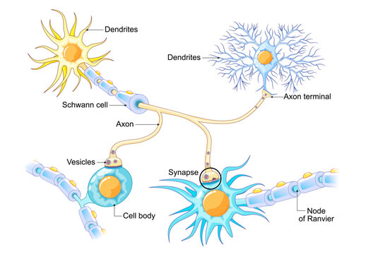 Neurons and Neurotransmitter release mechanisms