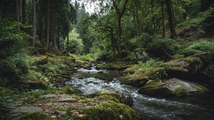 Obraz premium Creek flowing through a lush forest