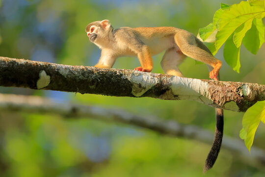 Ecuadorian squirel monkey, Saimiri cassoquiarensis macrodon, Parque Yasun&iacute;, Ecuador