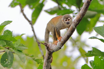 Obraz premium Ecuadorian squirel monkey, Saimiri cassoquiarensis macrodon, Parque Yasuní, Ecuador