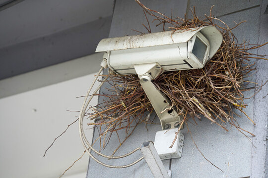 Birds built a nest around a surveillance camera.