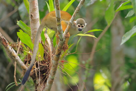 Ecuadorian squirel monkey, Saimiri cassoquiarensis macrodon, Parque Yasun&iacute;, Ecuador