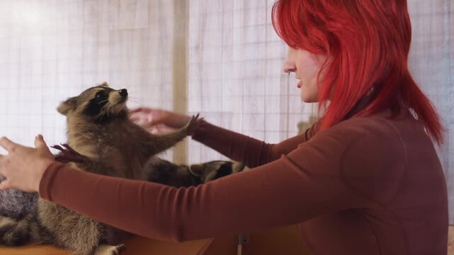 redhaired caucasian woman reaching raccoons on box, playful enrichment session with two raccoons, hands guiding interaction and encouraging playful response, wooden crate surface and warm indoor