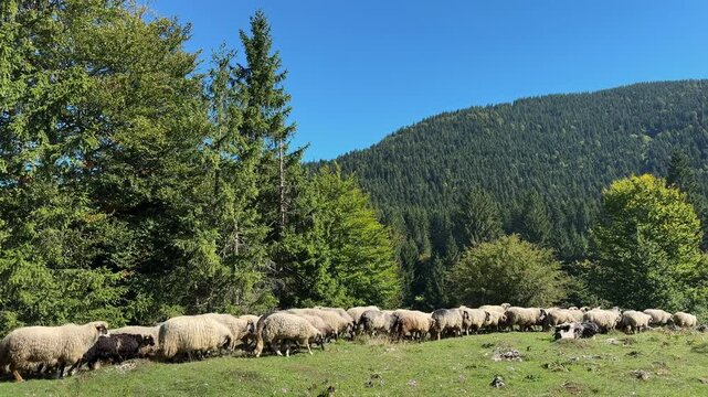 Wide shot of a flock of sheep walking across a green mountain pasture surrounded by forest, showcasing traditional livestock farming in a rural countryside environment.