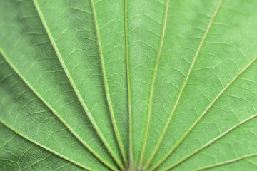 green leaf texture
