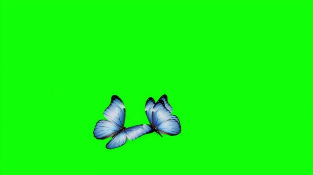 Beautiful blue morpho butterflies flying gracefully together on a green screen background for nature