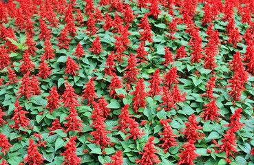 원예식물, 빨간색 꽃이 핀 사루비아