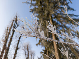 Frosted Winter Branches with Sunlit Frosty Trees in Clear Blue Sky