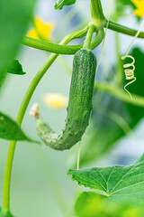 Chinese long cucumber on vine
