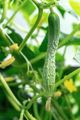 Chinese long cucumber on vine prickly