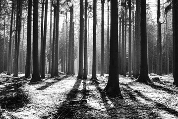 Naklejka premium black and white landscape in winter forest l 