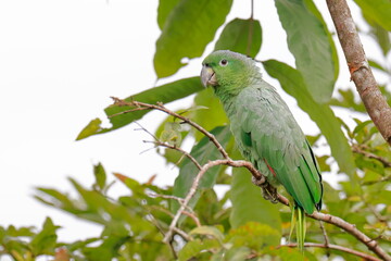 Obraz premium Southern mealy amazon, Amazona farinosa, Parque Nacional Cayambe-Coca, Ecuador