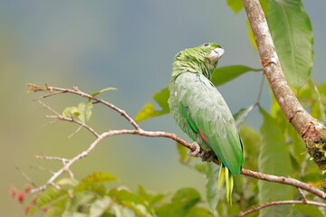 Southern mealy amazon, Amazona farinosa, Parque Nacional Cayambe-Coca,  Ecuador