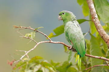 Fototapeta premium Southern mealy amazon, Amazona farinosa, Parque Nacional Cayambe-Coca, Ecuador