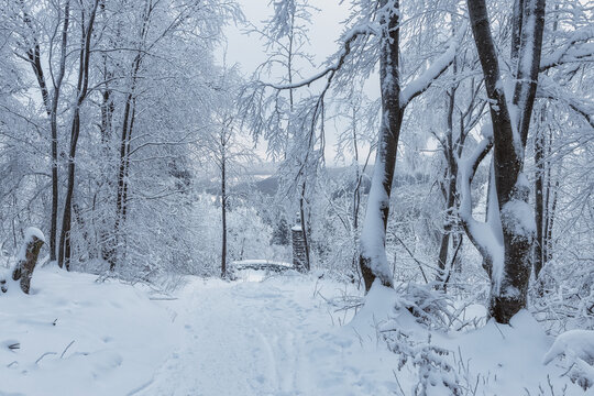 Beautiful winter forest covered with thick layer of snow, wintertime outdoor background
